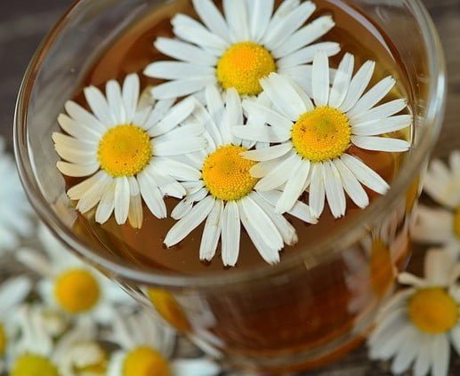 Chamomile Extract