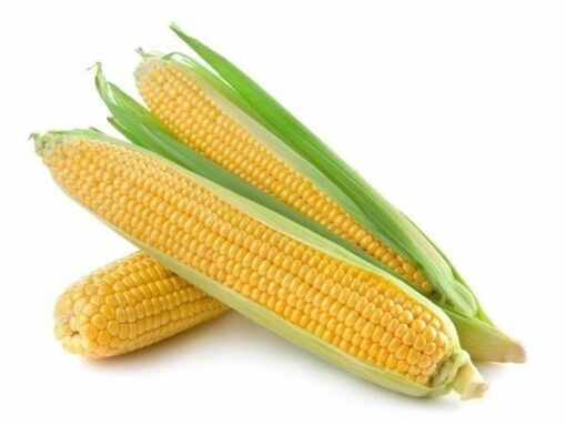 Ekstrakt z włókien kukurydzy