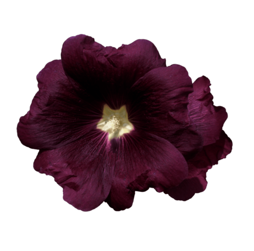 Suszony kwiat malwy czarnej