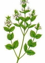 Extrakt ze světlíku lékařského