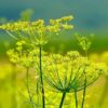 fennel extract