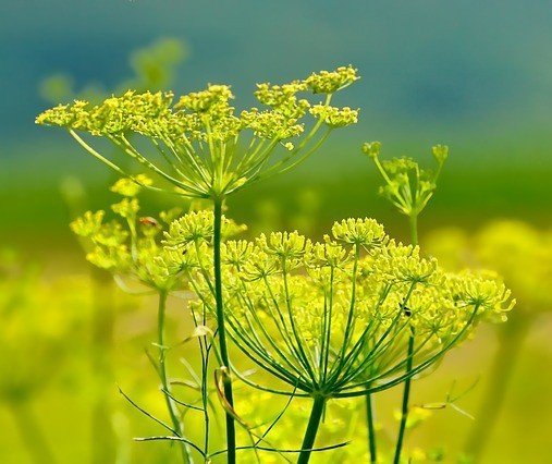 fennel extract