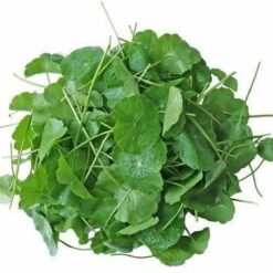 Wyciąg z Gotu Kola