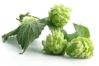 Hop extract