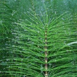 Equisetum Arvense