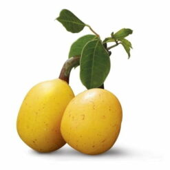 Marula oil