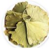 Ginkgo biloba