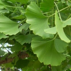Ginkgo biloba