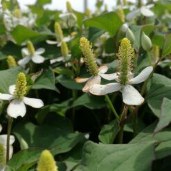 fish mint