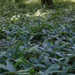 Indocalamus leaf