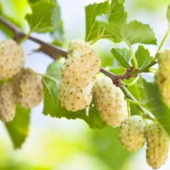 Morus alba