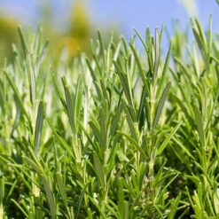 Rosemary