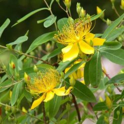 Hypericum perforatum