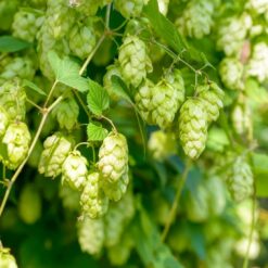 Humulus lupulus