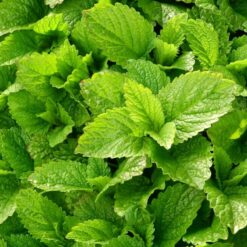 mint