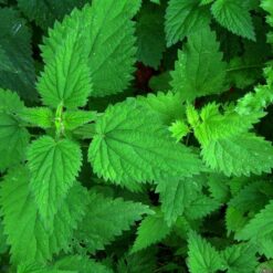 Urtica dioica