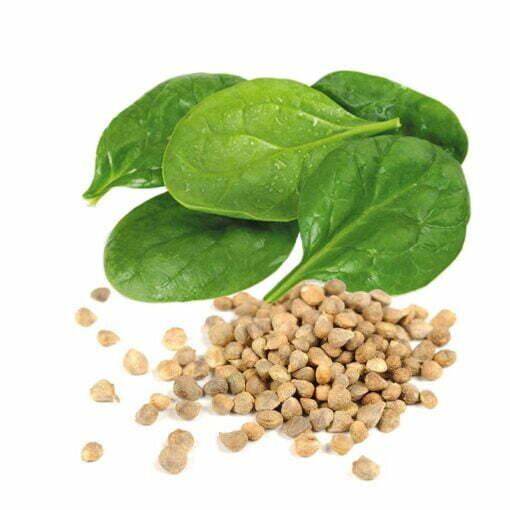 Spinach seed oil
