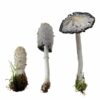 Coprinus comatus