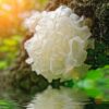 فطر تريميلا - Tremella fuciformis، fucus wrack - macerate