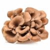 Maitake Mushroom