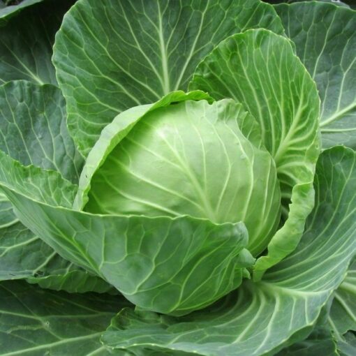 cabbage seed oil