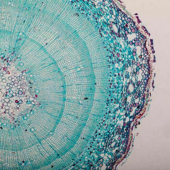 Pflanzliche Stammzellen