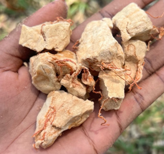 baobab friut powder