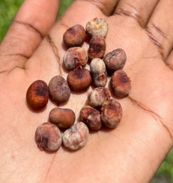 baobab seeds