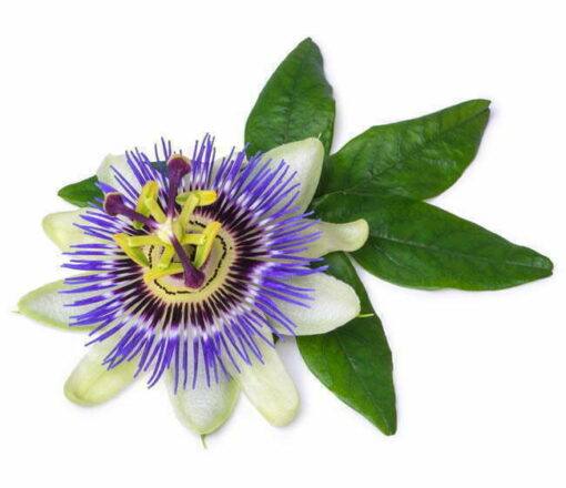 passionflower extract