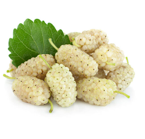 white mulberry extract