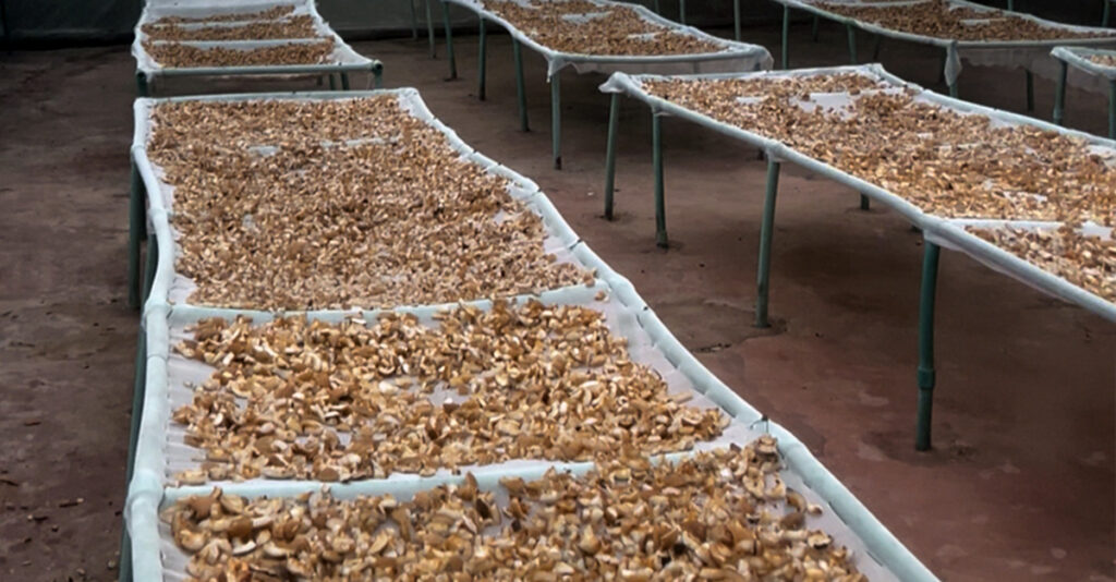 Drying coconut flesh in a solar-powered foil tunnel