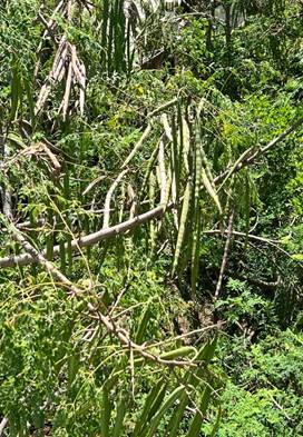 Moringa Tree with Fruits