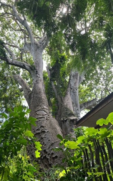 Baobab Tree