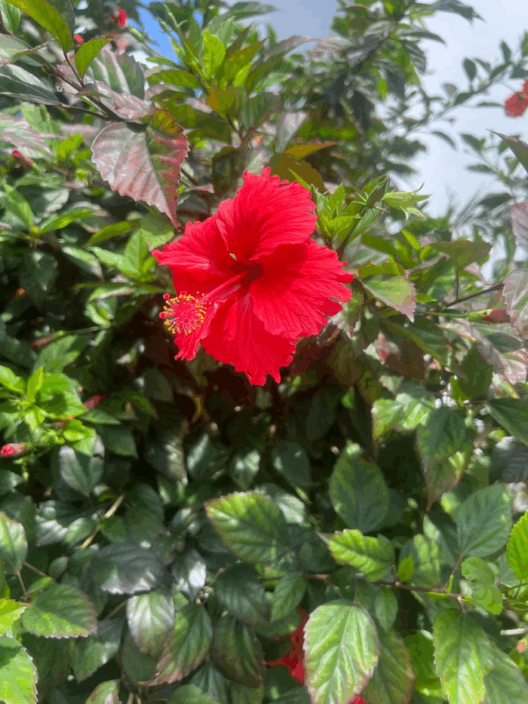 Hibiscus flower