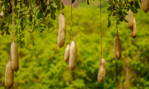 Kigelia Africana