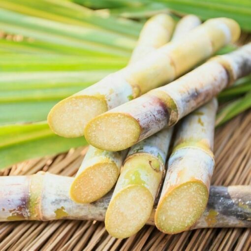 sugarcane squalane