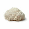 coneflower - Lion's Mane (Hericium erinaceus)