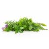 herbs for animals